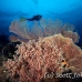 coral_soft_pc_h_0705_png1941.jpg